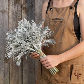 Silverdust, Dusty Miller Seed
